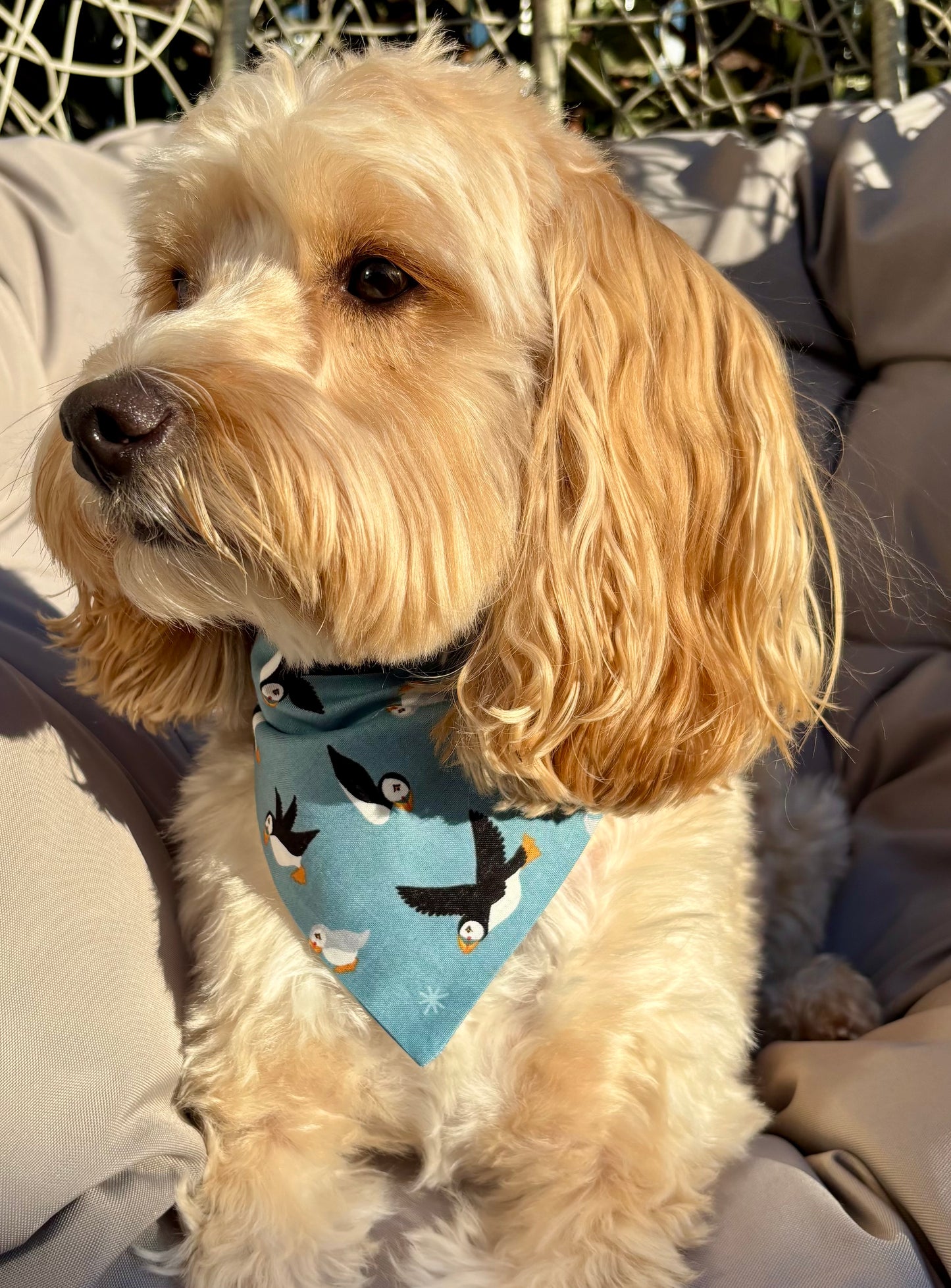 ‘Puffin Love’ Pet Bandana
