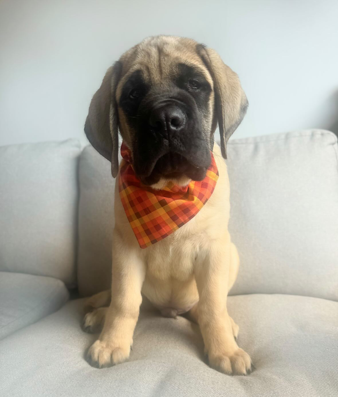 Sunset Haze Pet Bandana