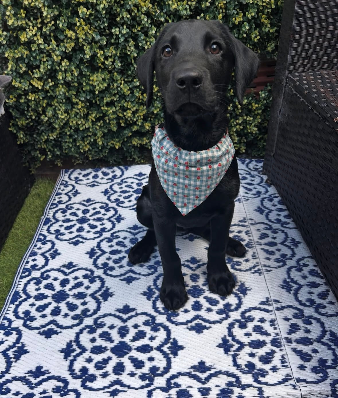 ‘Strawberry Picnic’ Pet Bandana
