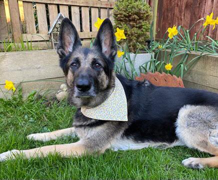 ‘Spring Flowers’ Pet Bandana