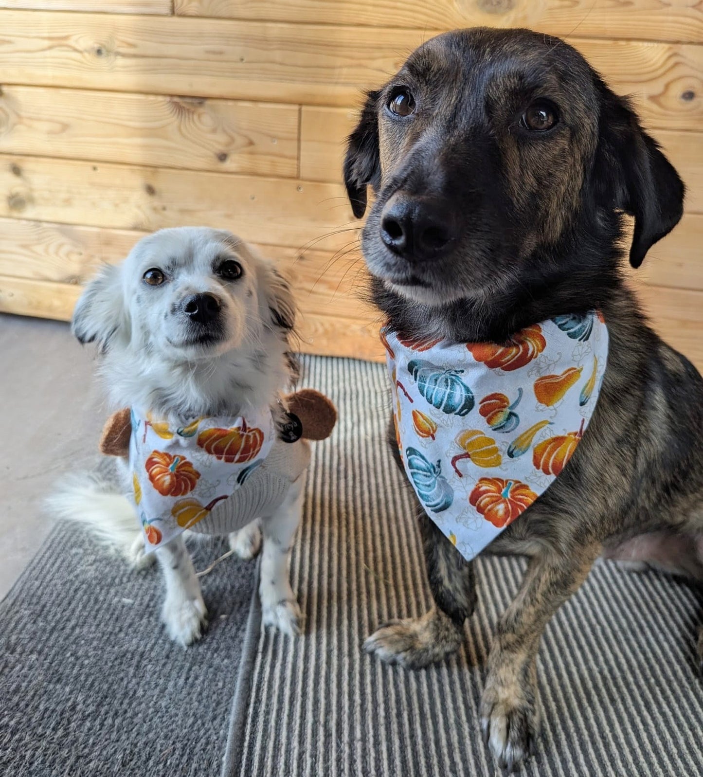 ‘Autumn Pumpkins’ Dog Bandana / Cat Bandana