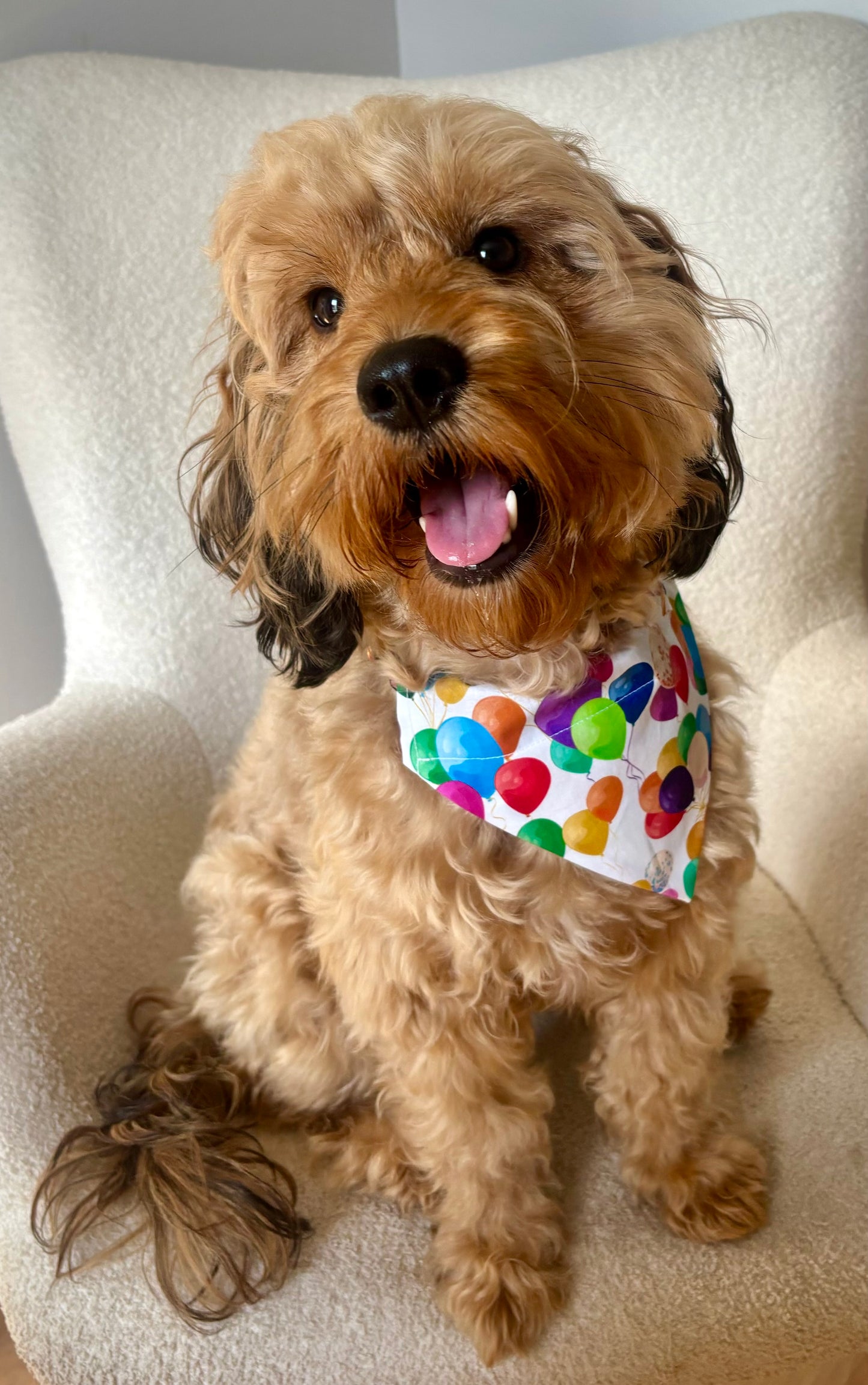 Pawty Animal - Dog Bandana / Cat Bandana