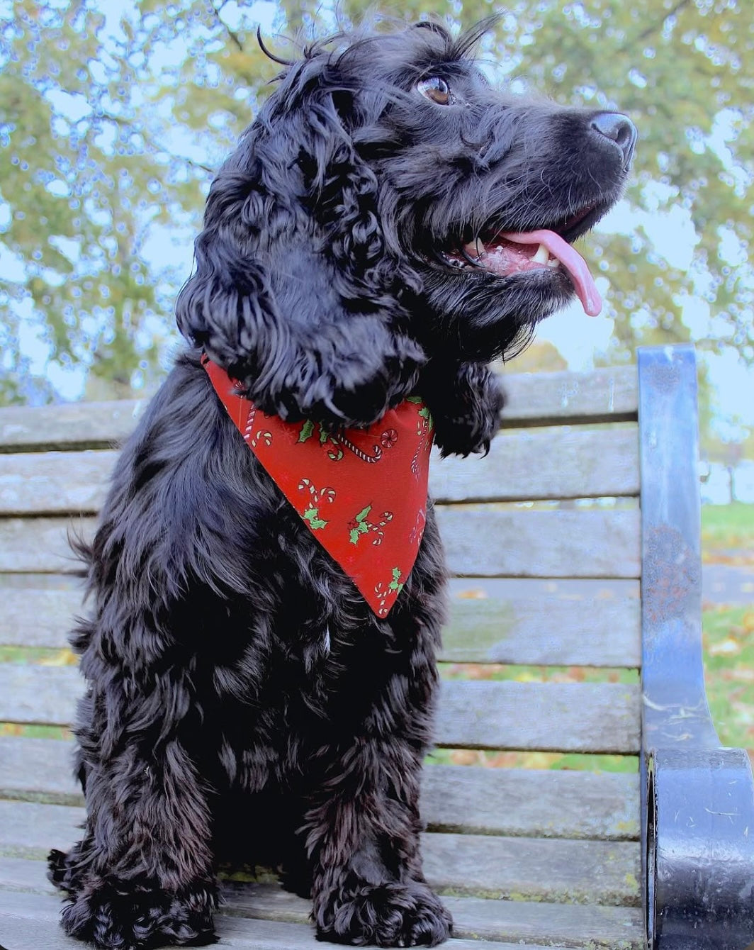 ‘Candy Cane Lane’ Pet Bandana