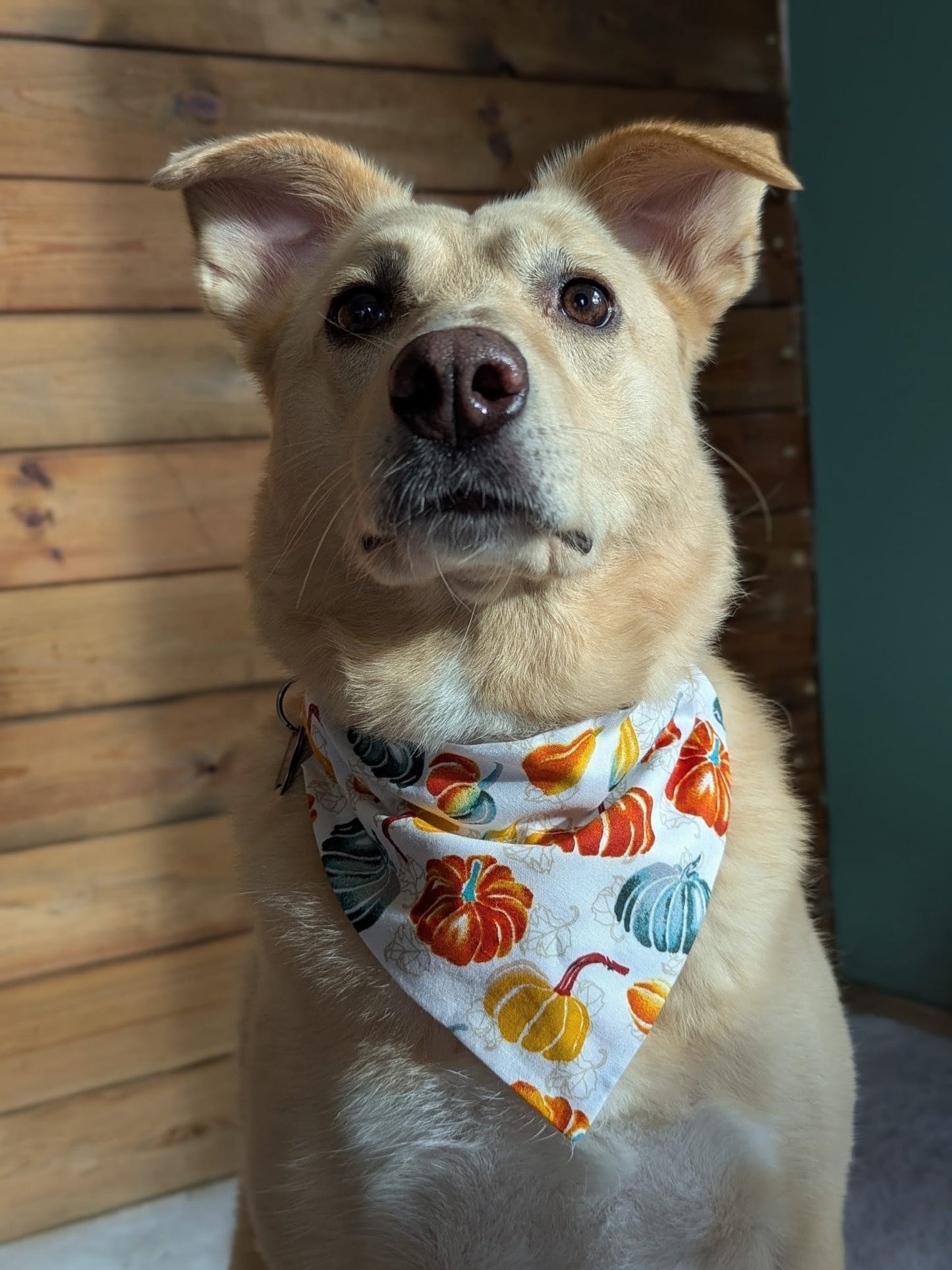 ‘Autumn Pumpkins’ Dog Bandana / Cat Bandana