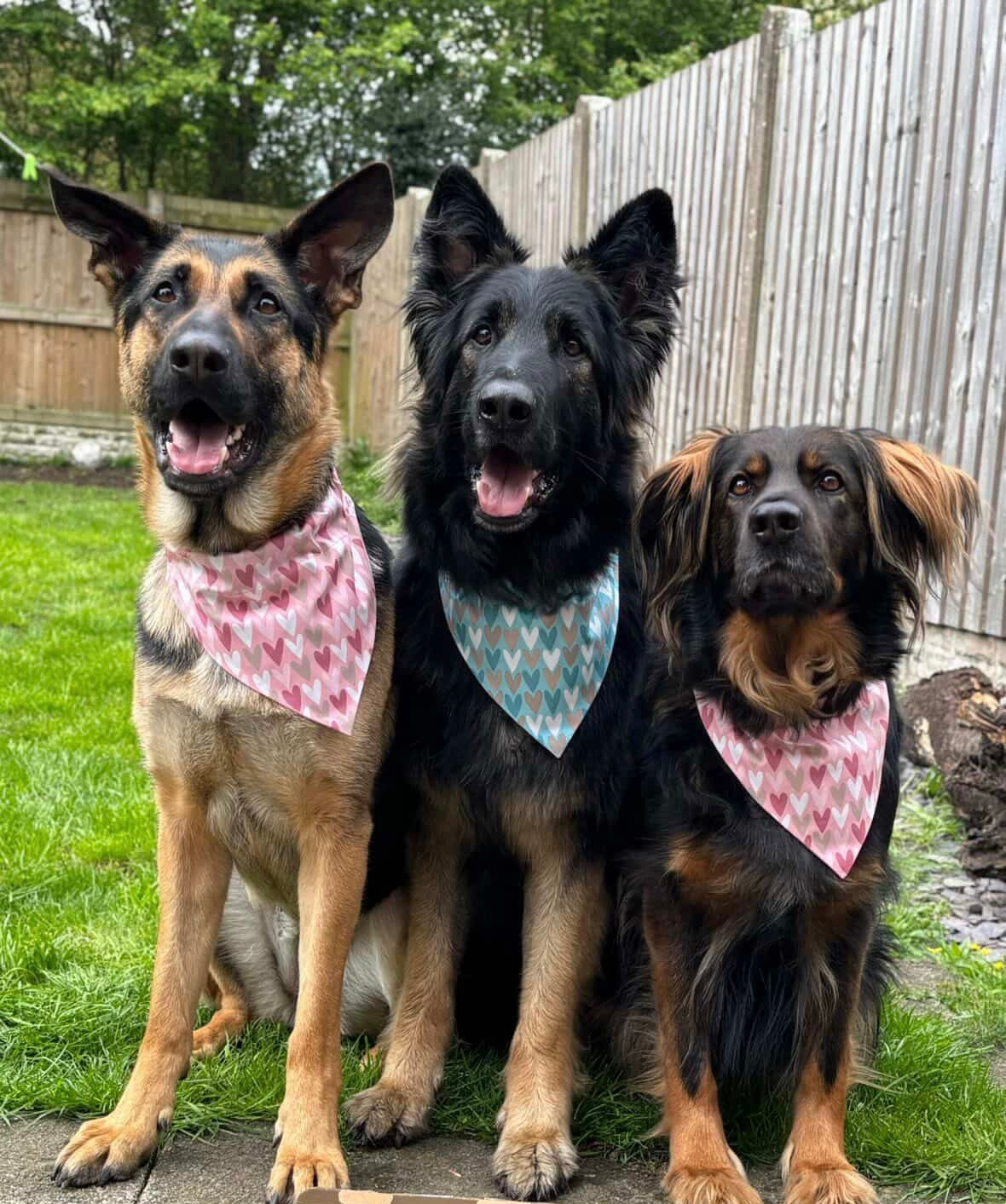 Follow Your Heart (Blue) Dog Bandana / Cat Bandana