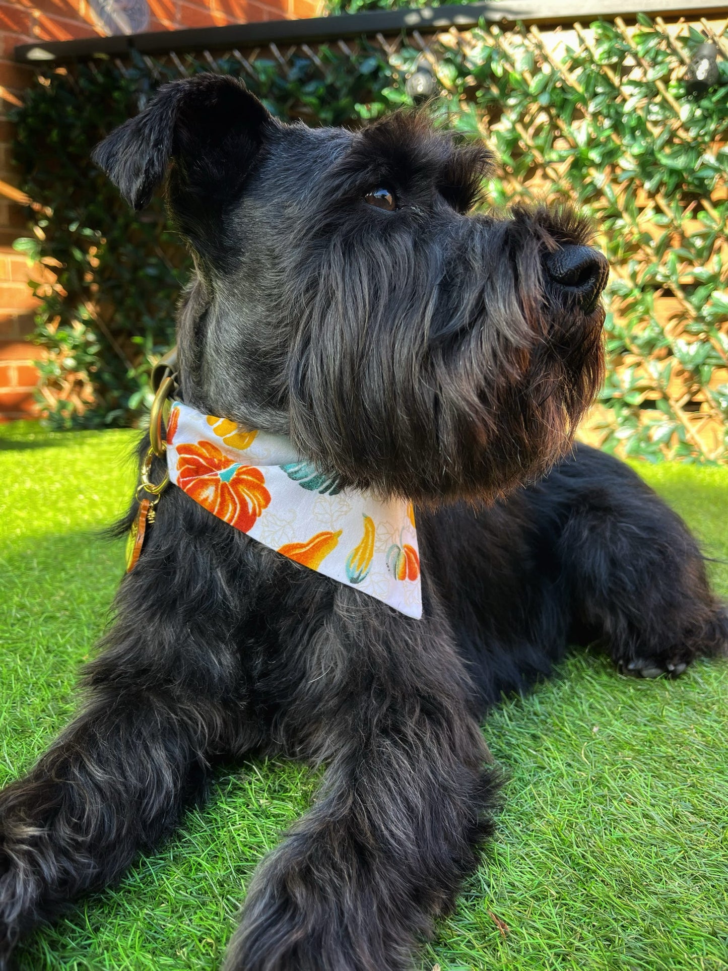‘Autumn Pumpkins’ Dog Bandana / Cat Bandana