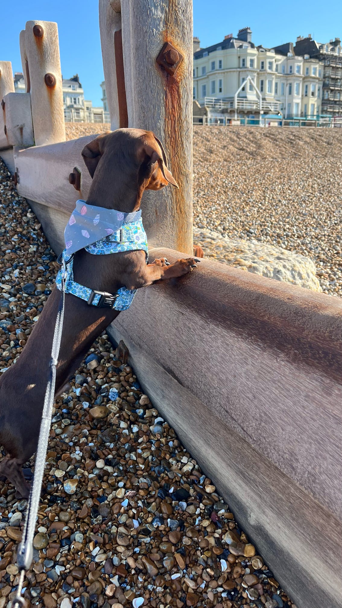 'Shell Yeah!' (Grey) Pet Bandana
