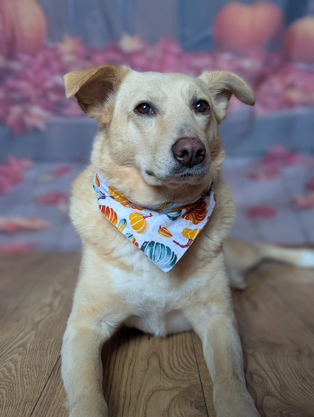 ‘Autumn Pumpkins’ Dog Bandana / Cat Bandana