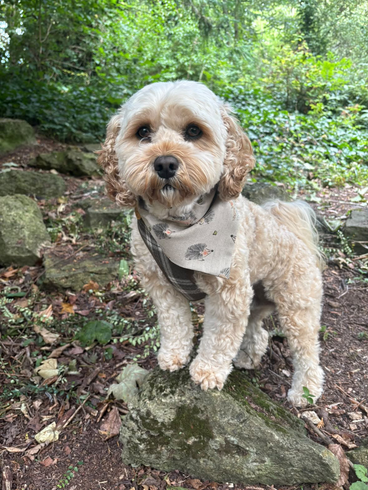 Hedgehog - Dog Bandana / Cat Bandana