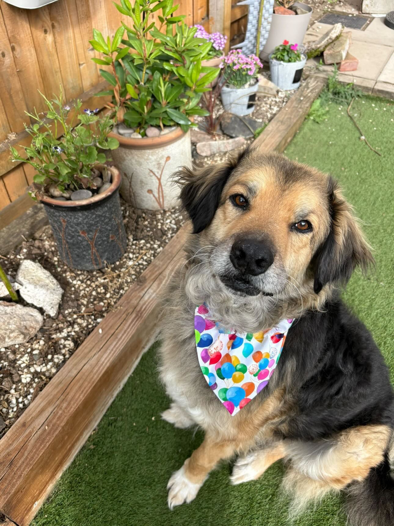 Pawty Animal - Dog Bandana / Cat Bandana