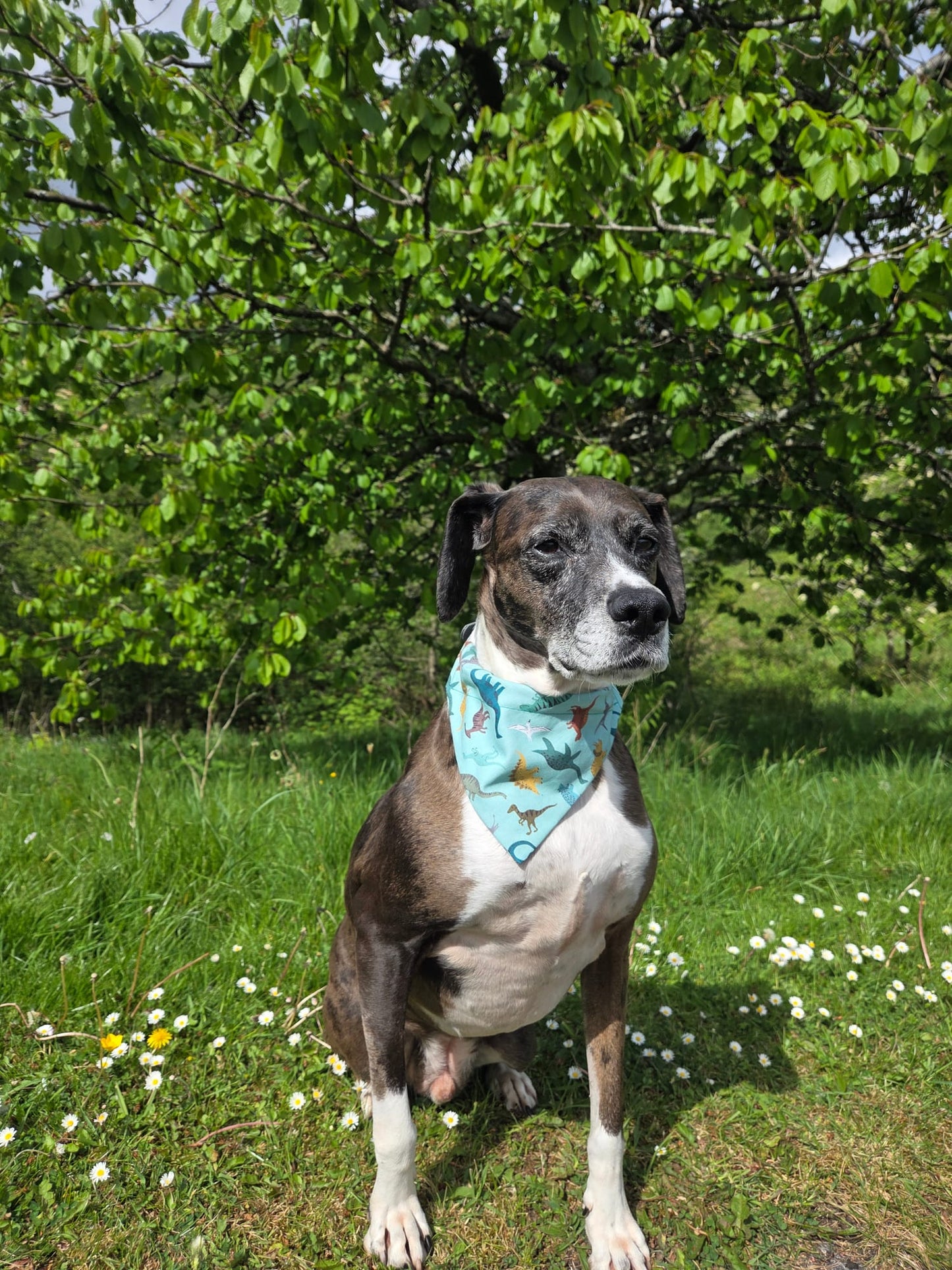 Dinosaur Dog Bandana / Cat Bandana
