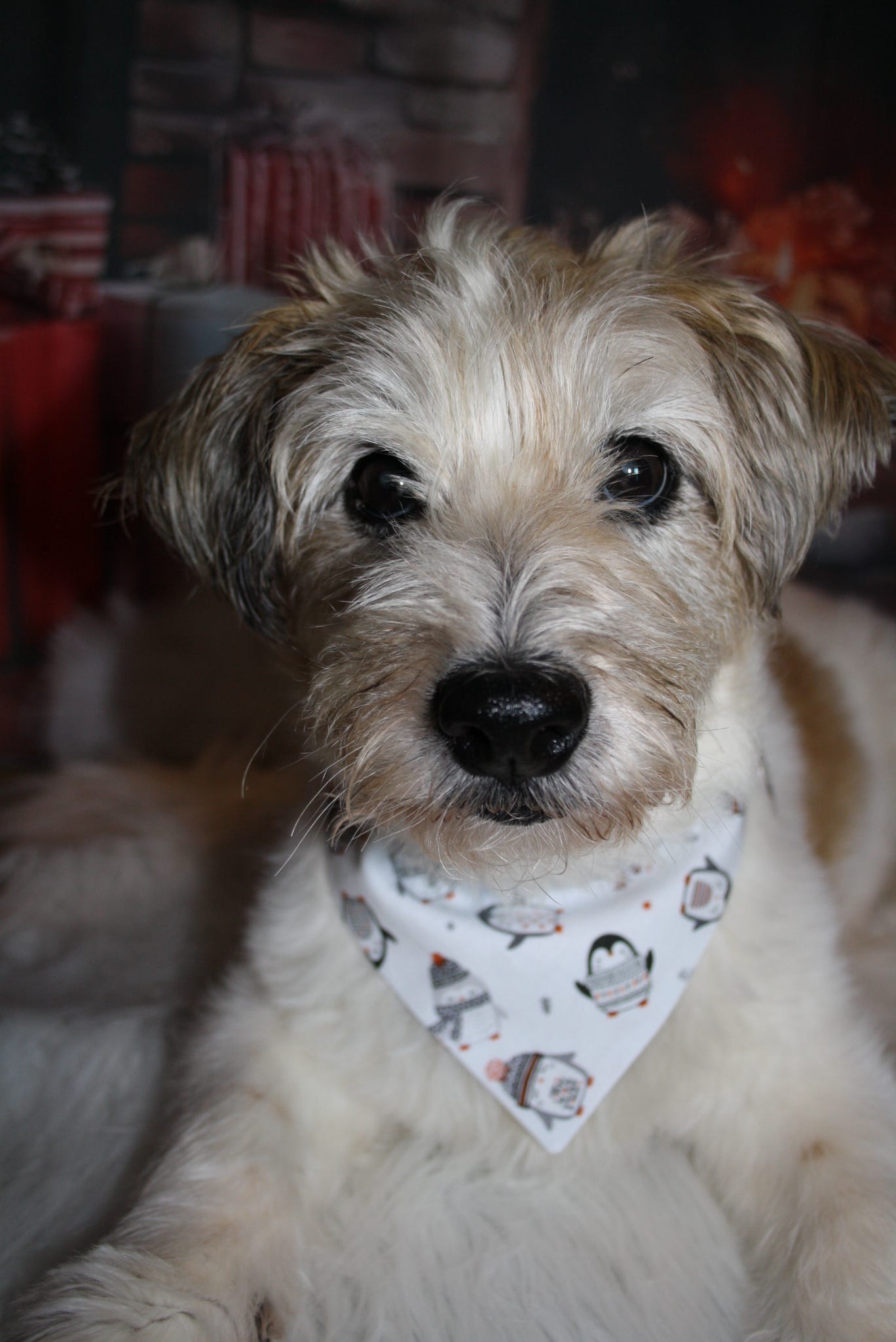 Penguin Party Christmas Dog Bandana / Cat Bandana