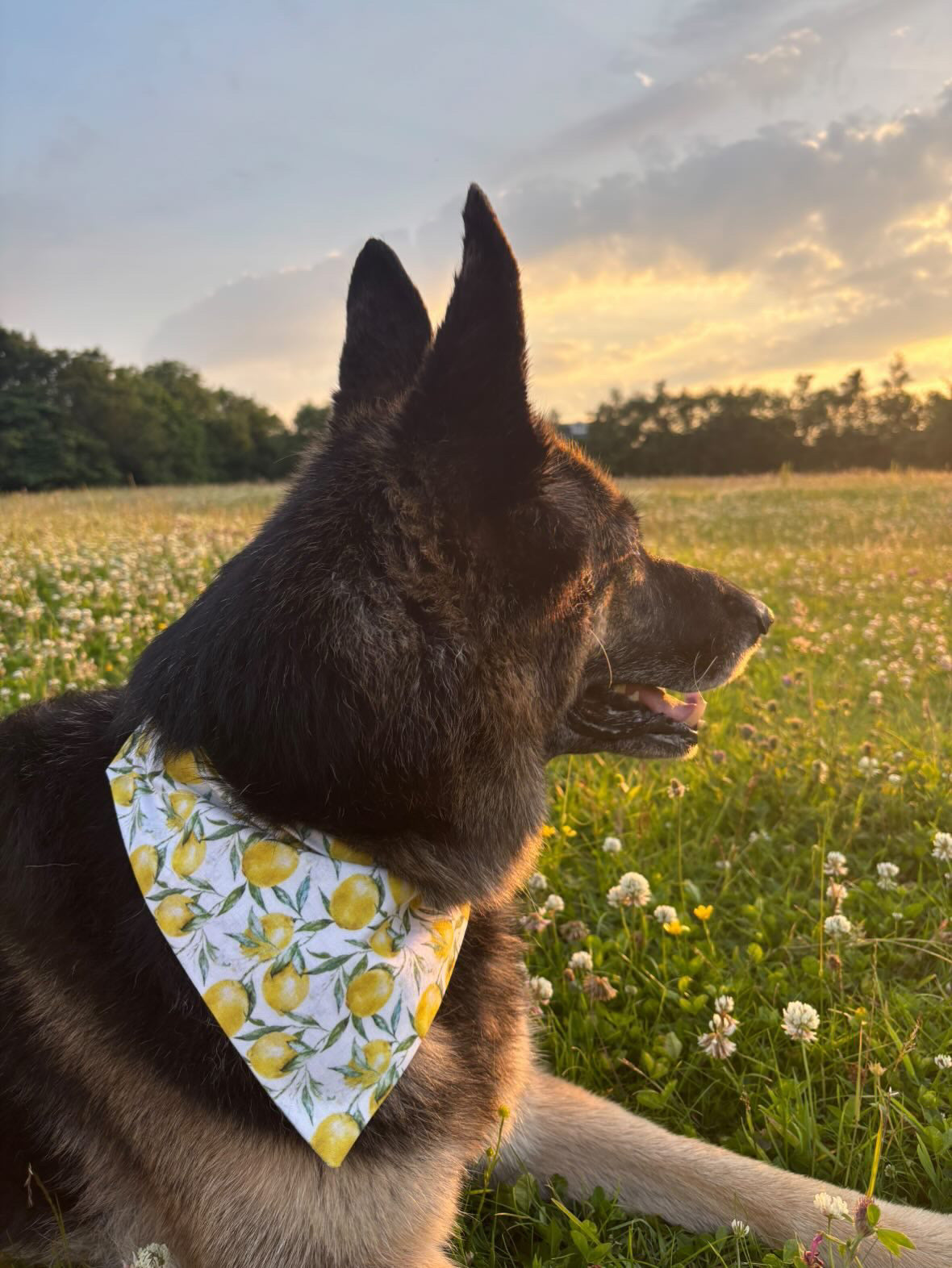Amalfi Lemon 🍋 Dog Bandana / Cat Bandana