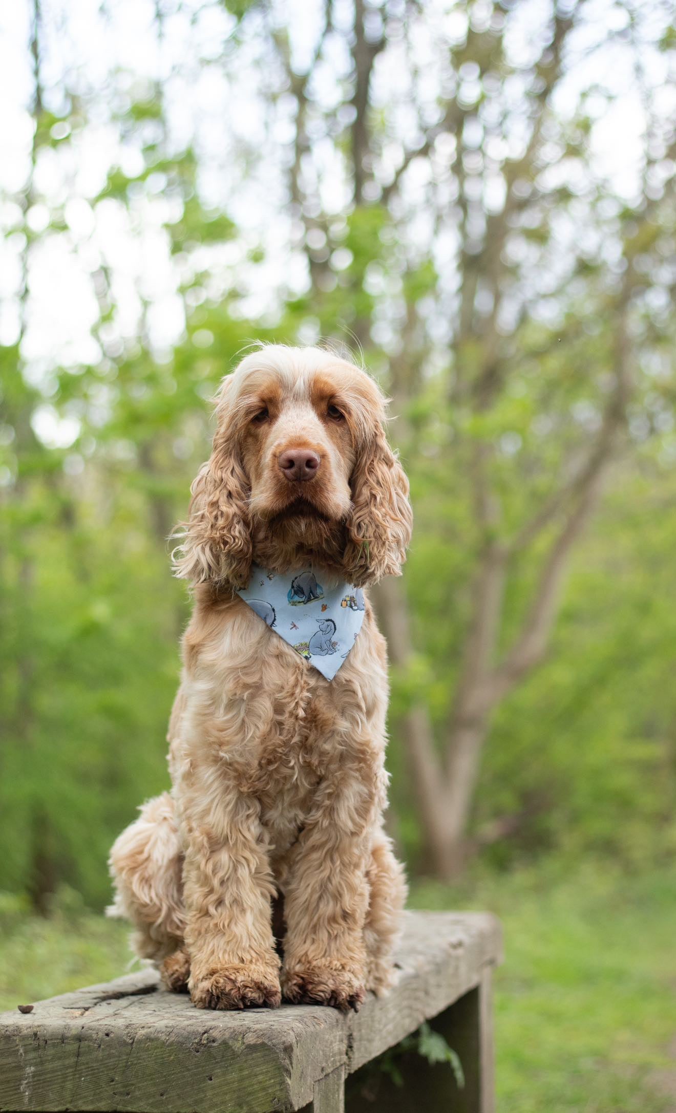 ‘Eeyore’ Pet Bandana