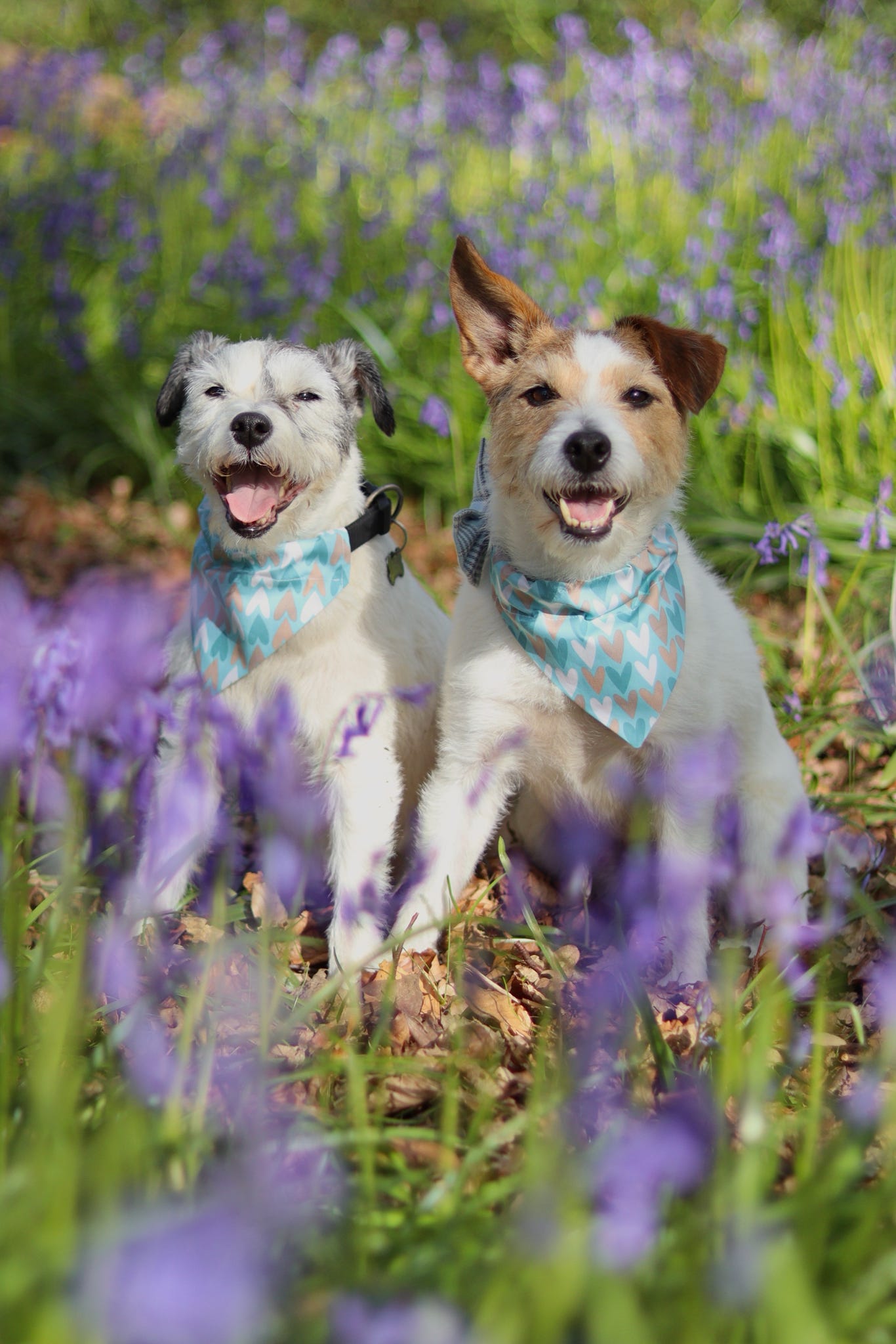 Follow Your Heart (Blue) Dog Bandana / Cat Bandana