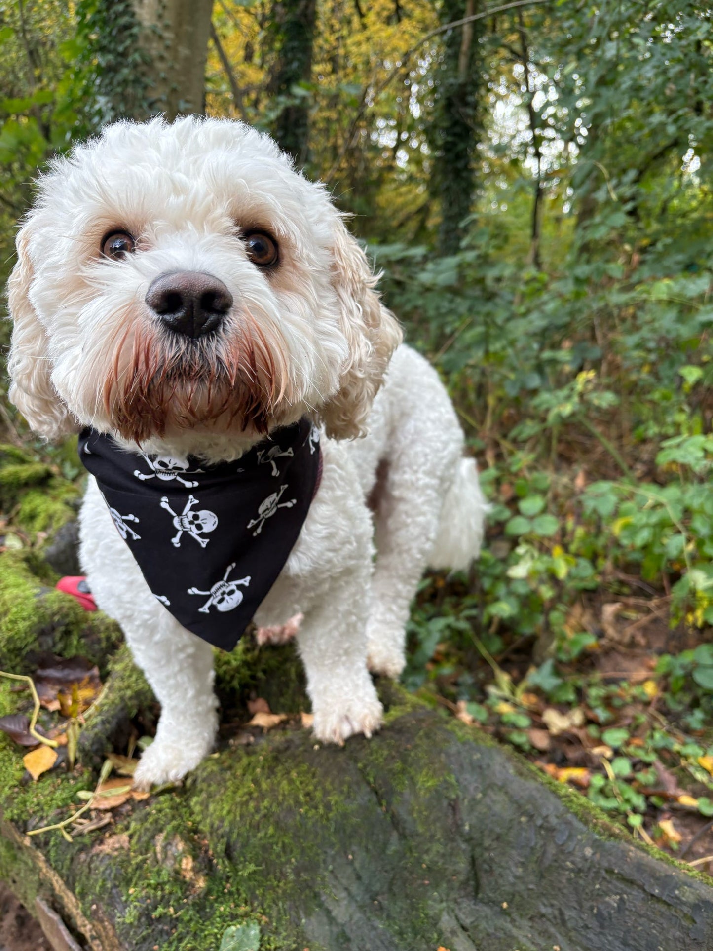 Skull & Crossbones Dog Bandana / Cat Bandana ☠️