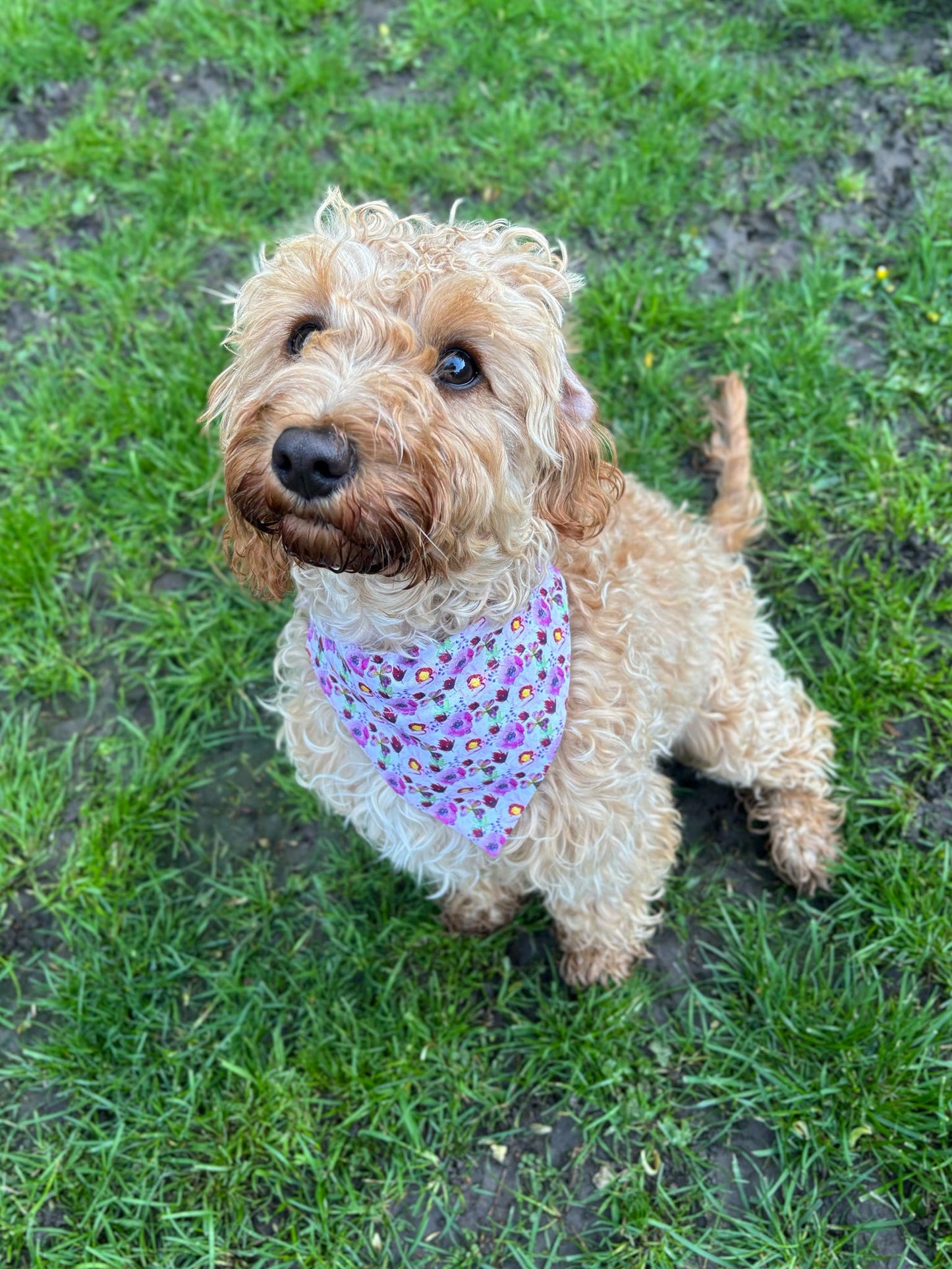 Pretty Petals Dog Bandana / Cat Bandana
