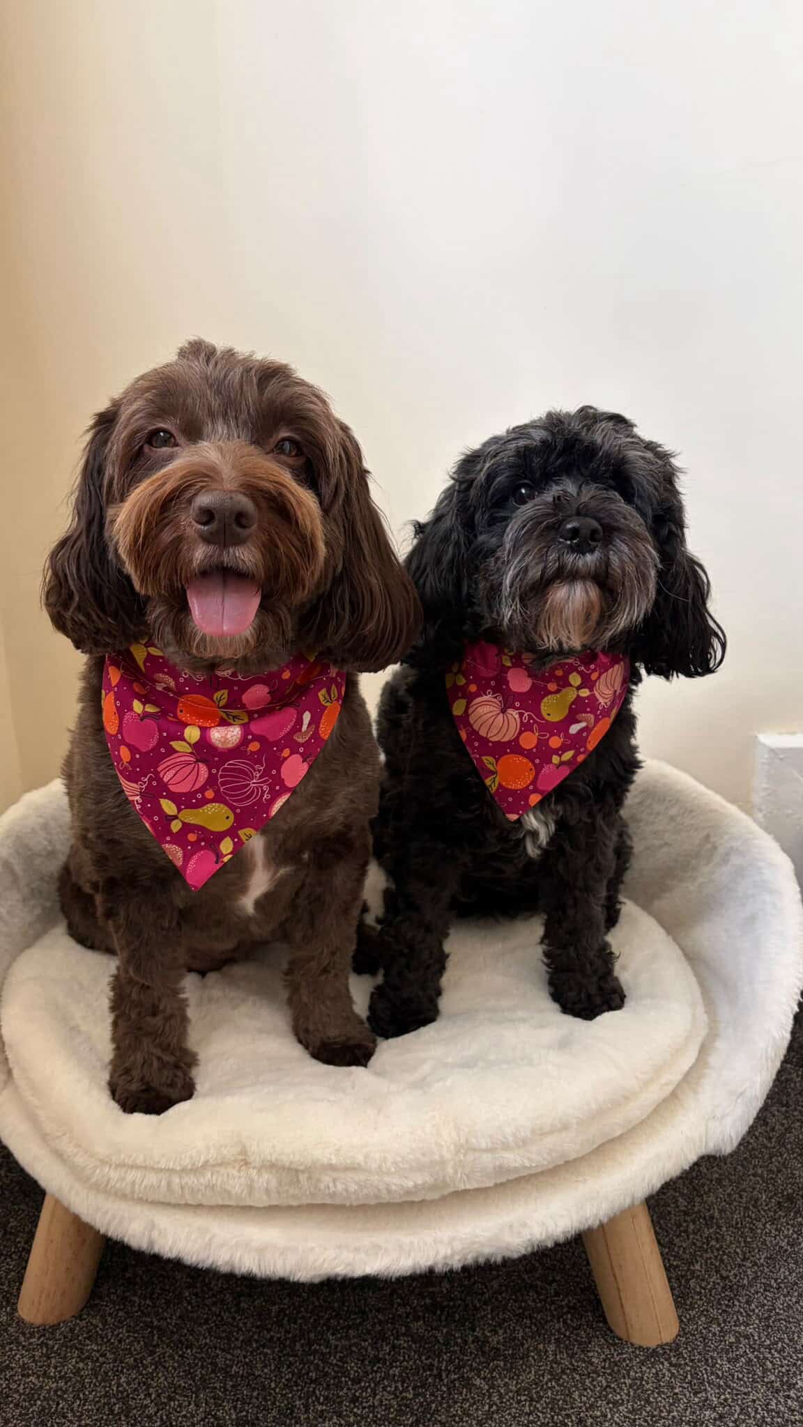 Pumpkin Harvest Dog Bandana / Cat Bandana