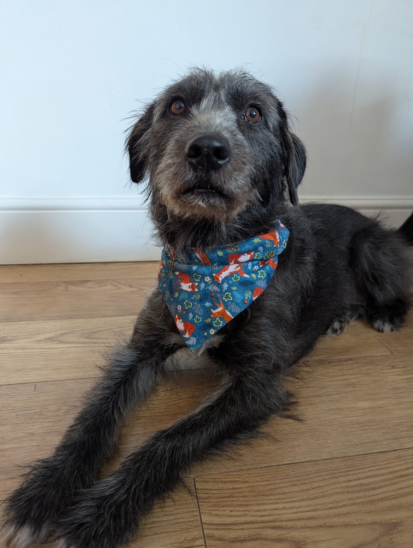 ‘Foxy’ Dog Bandana / Cat Bandana