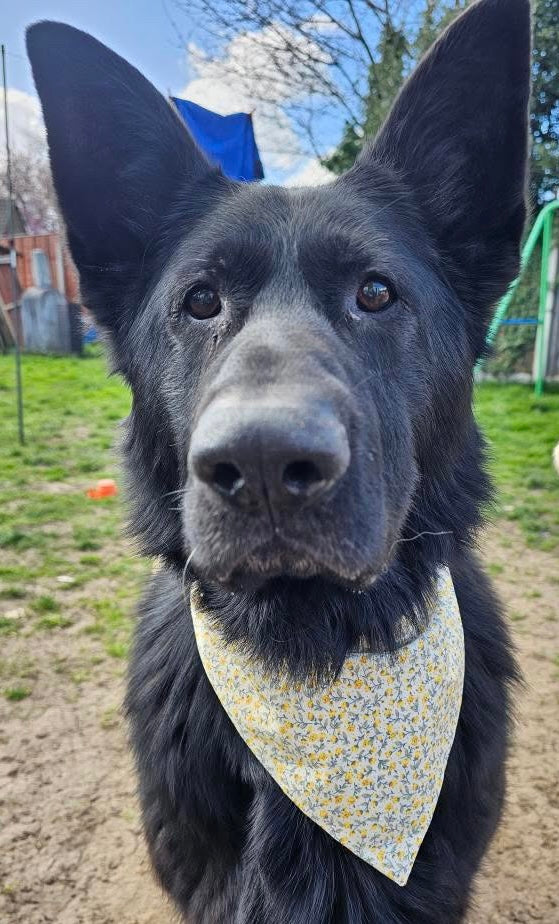 ‘Spring Flowers’ Pet Bandana