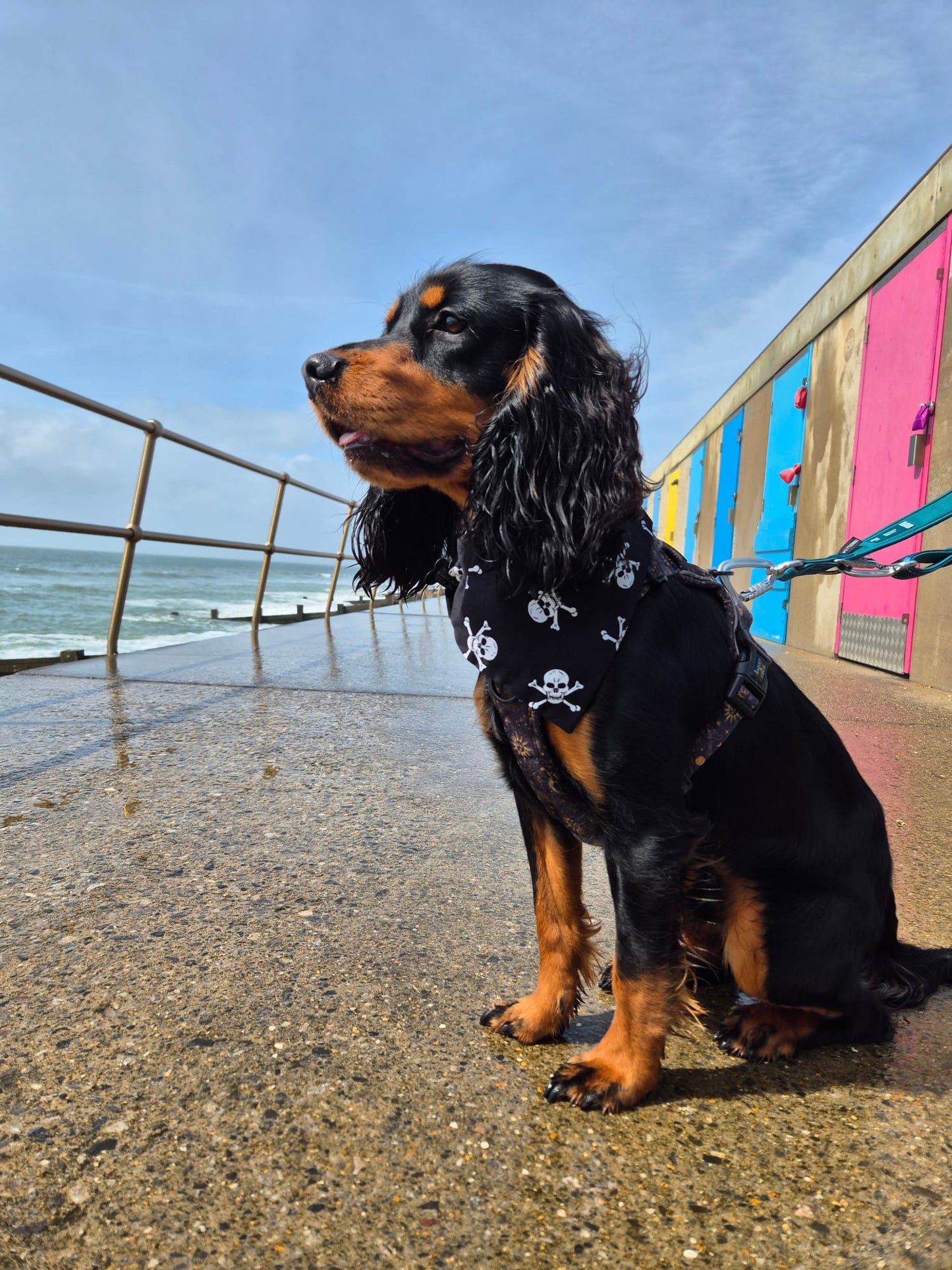 Skull & Crossbones Dog Bandana / Cat Bandana ☠️