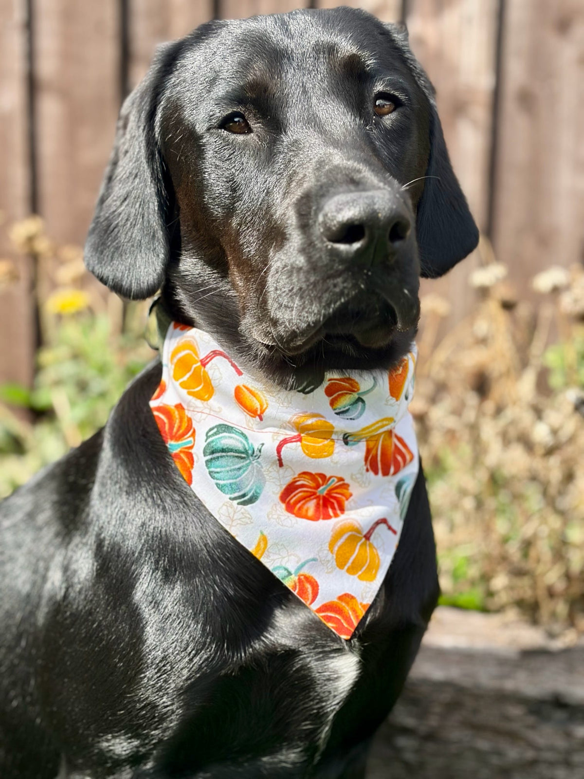 ‘Autumn Pumpkins’ Dog Bandana / Cat Bandana
