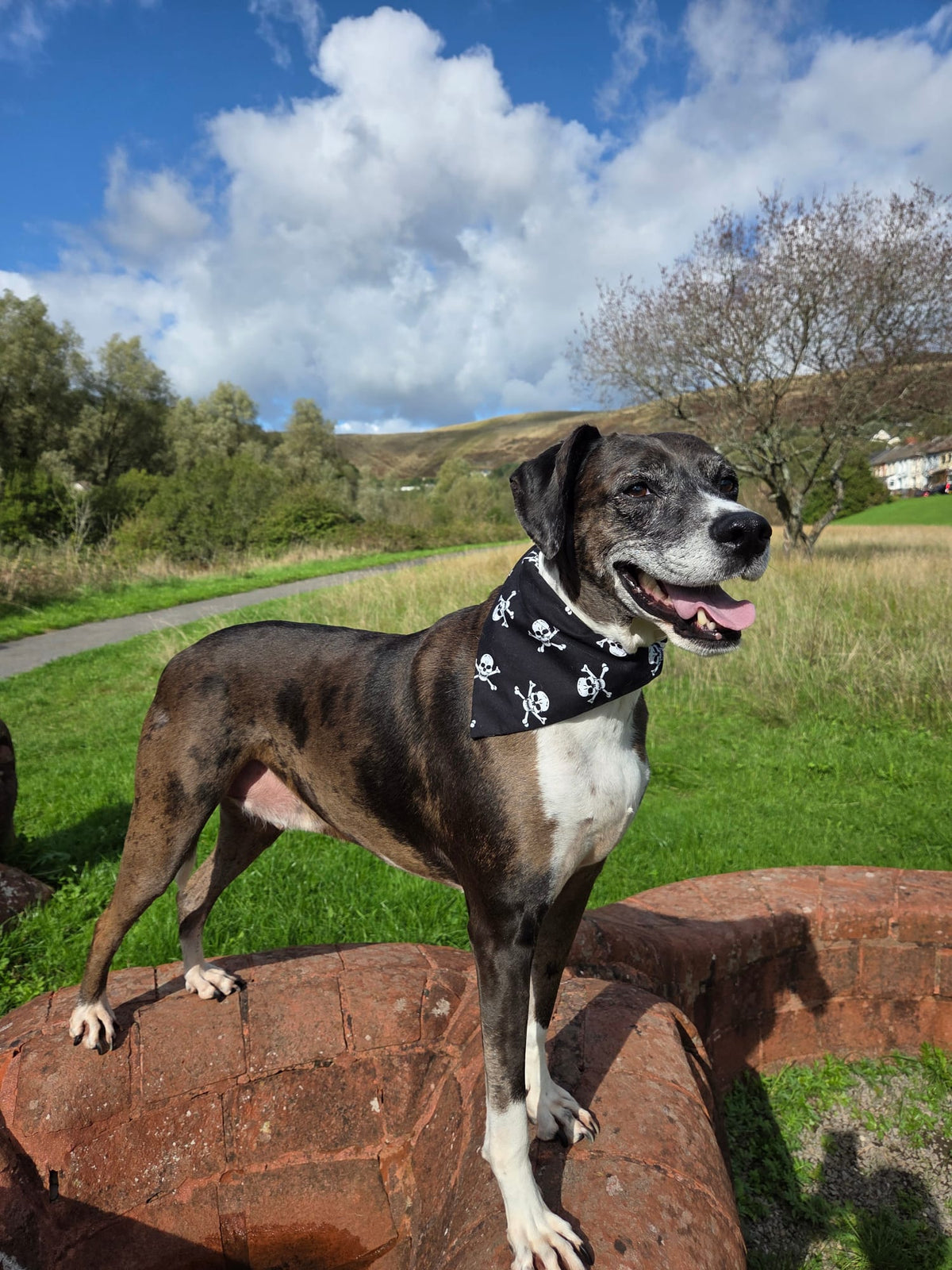 Skull & Crossbones Dog Bandana / Cat Bandana ☠️