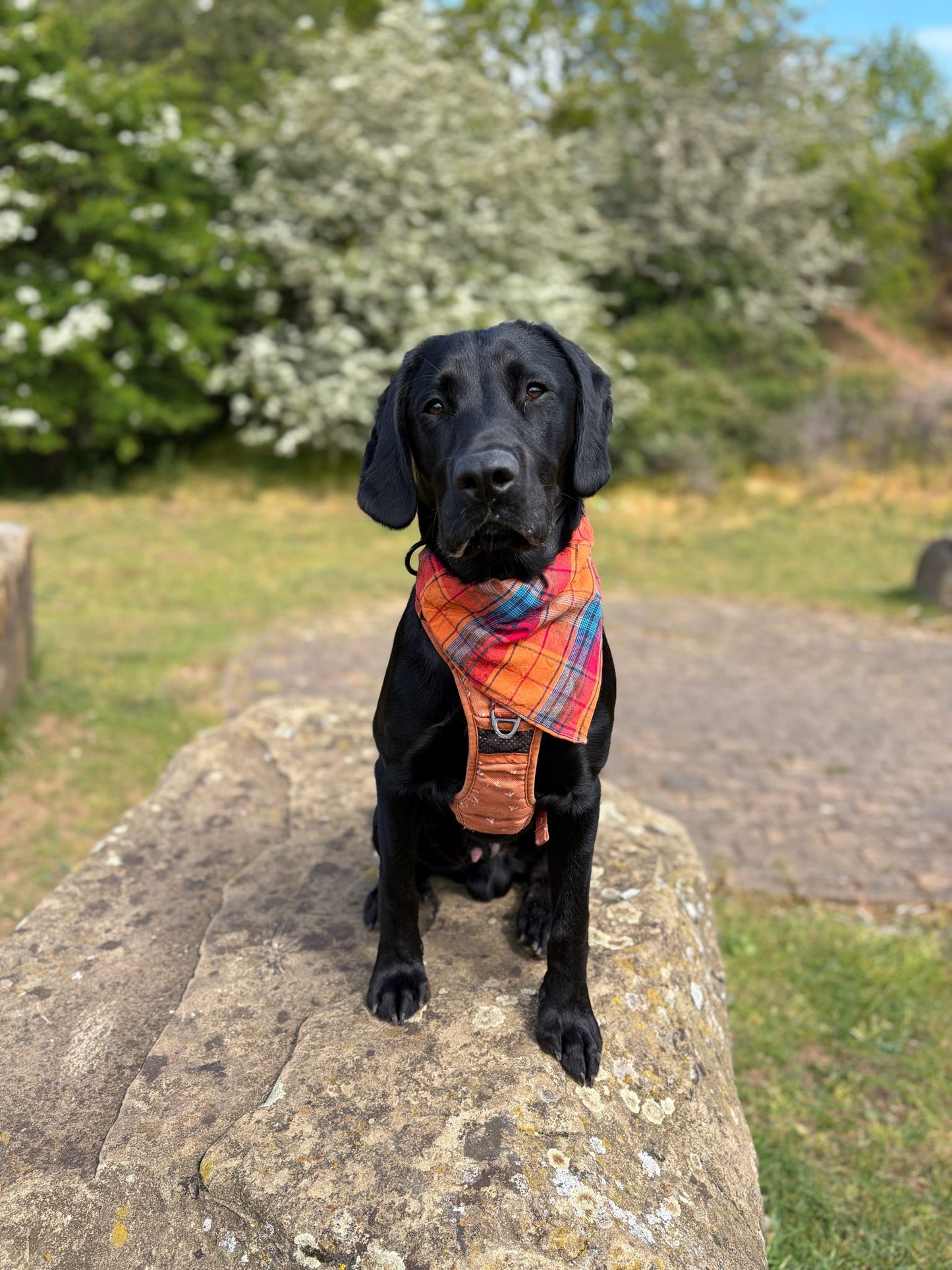 Autumn Aura Dog Bandana / Cat Bandana