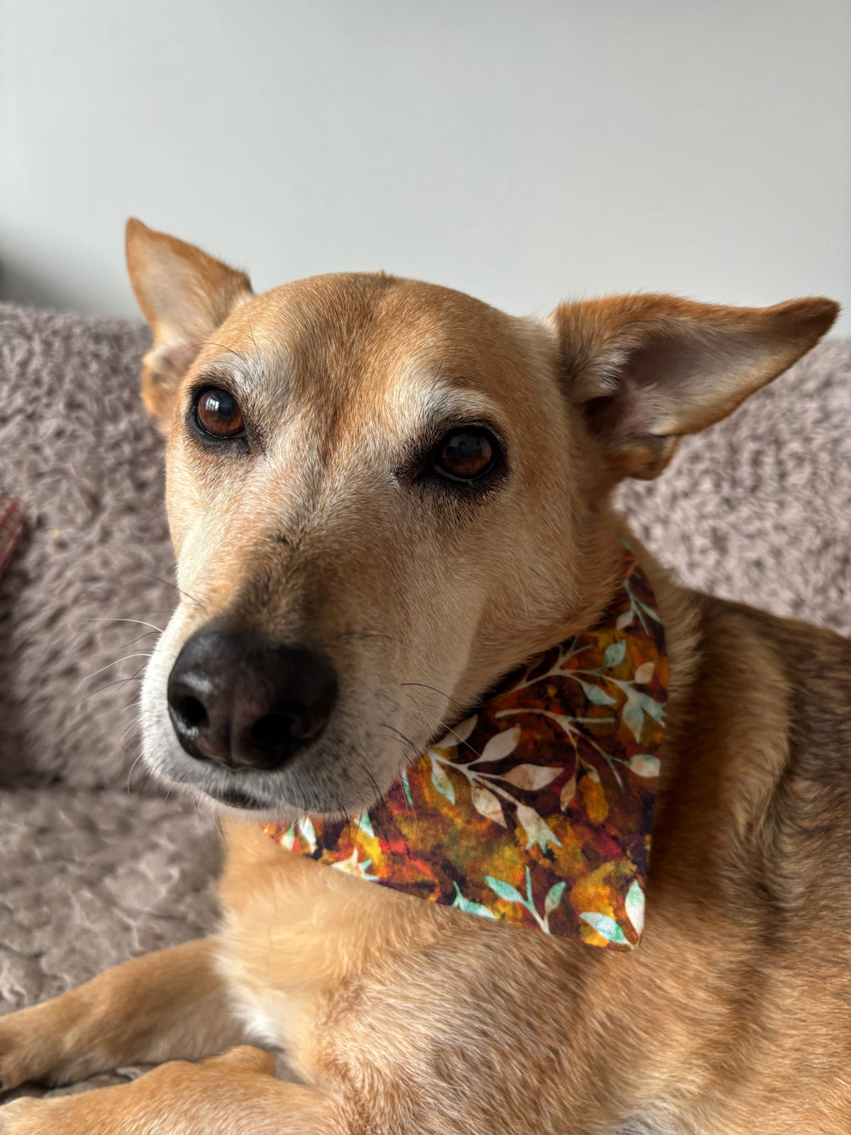 ‘Autumn Leaves’ Pet Bandana