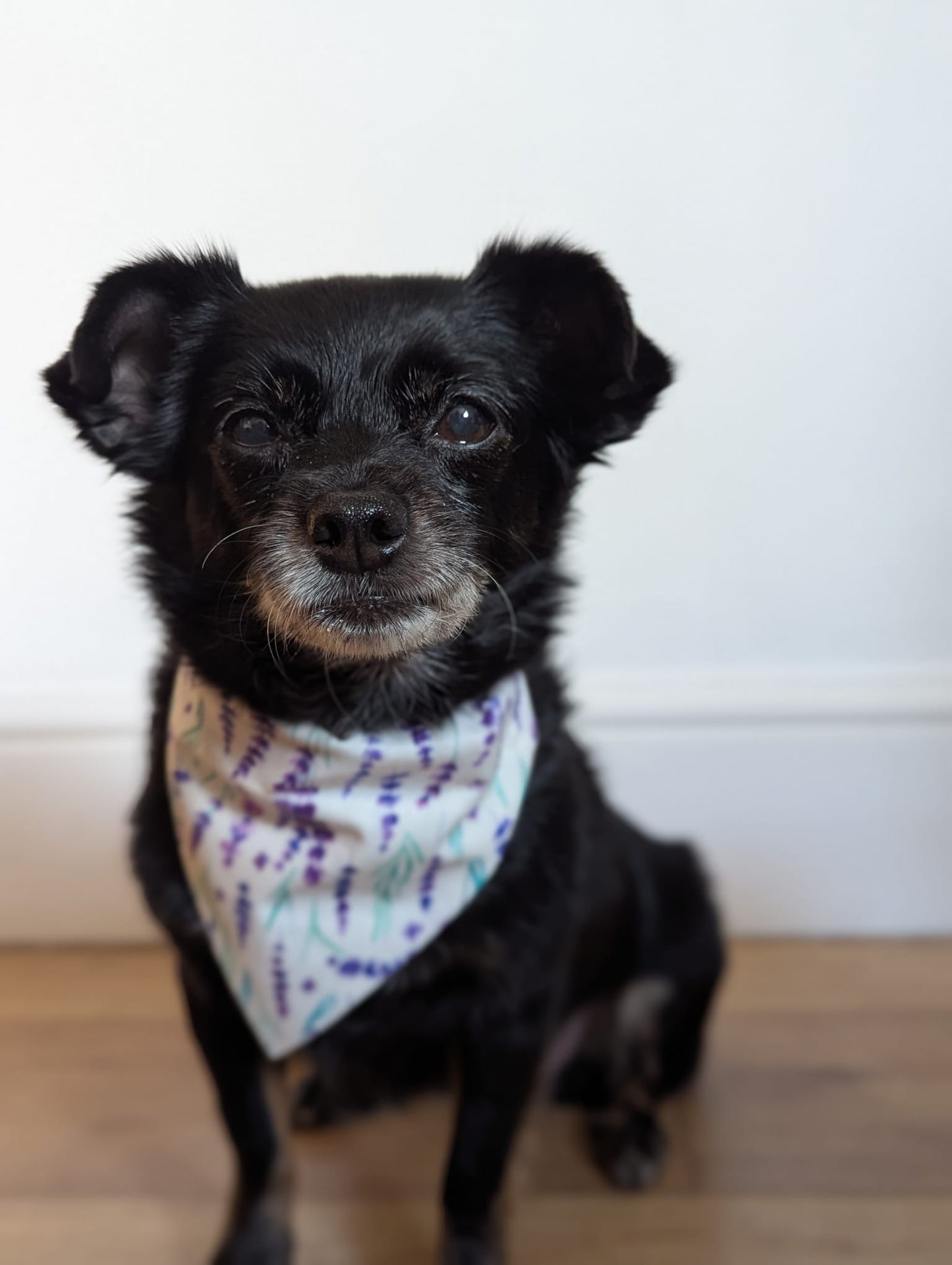 Lavender Haze Dog Bandana / Cat Bandana