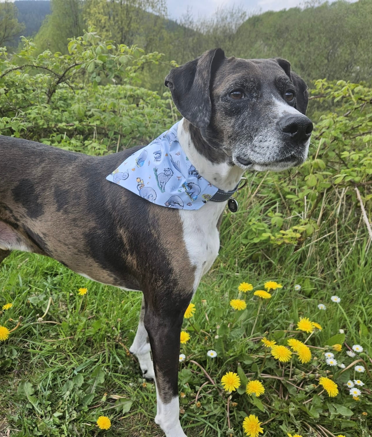 ‘Eeyore’ Pet Bandana