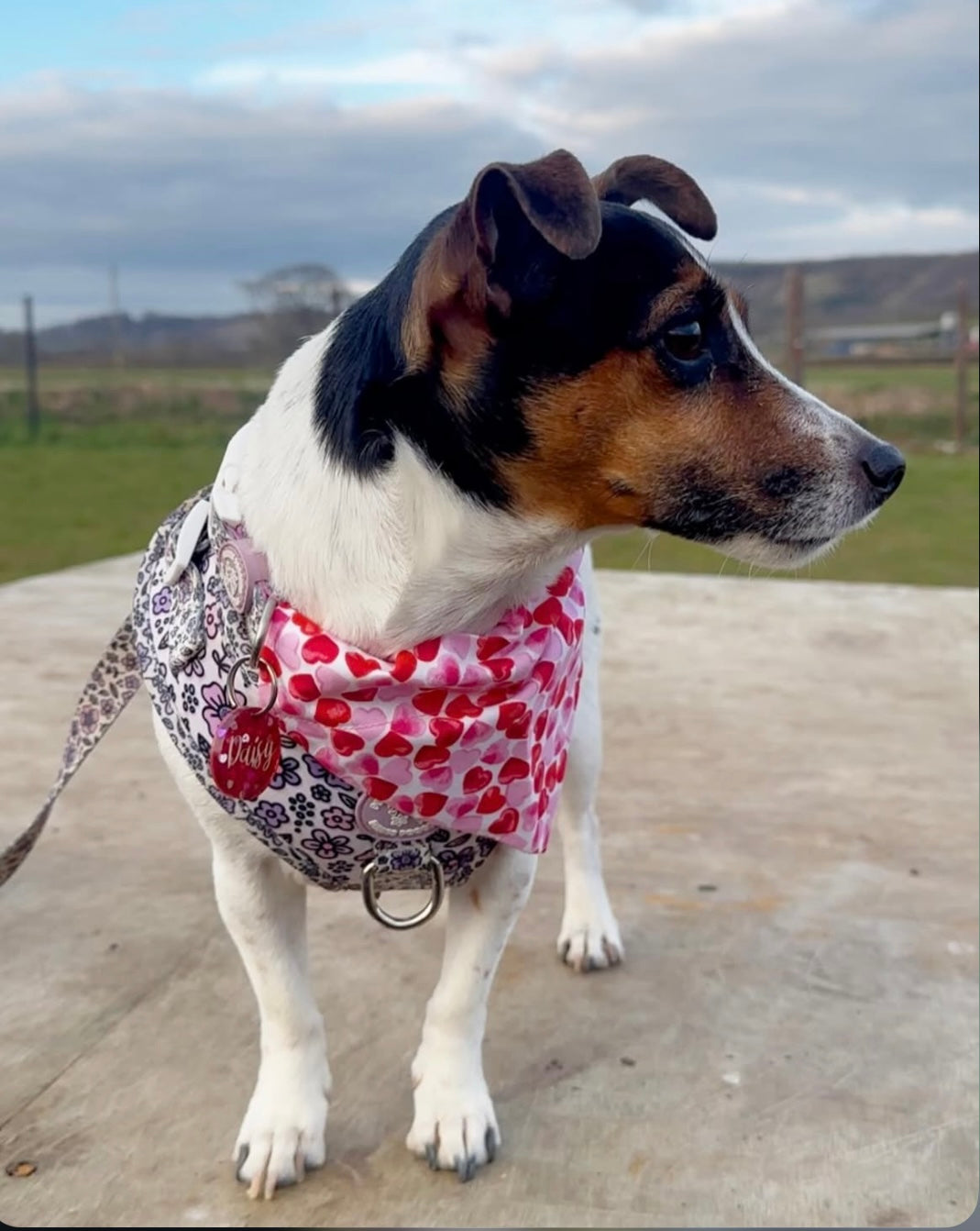 ‘Heart To Heart’ (White) Pet Bandana