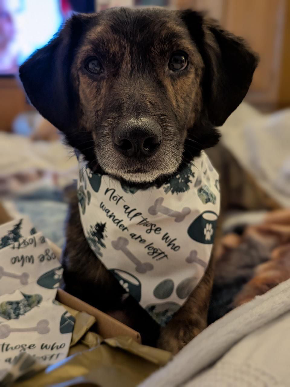 Wild Wanderer Dog Bandana / Cat Bandana