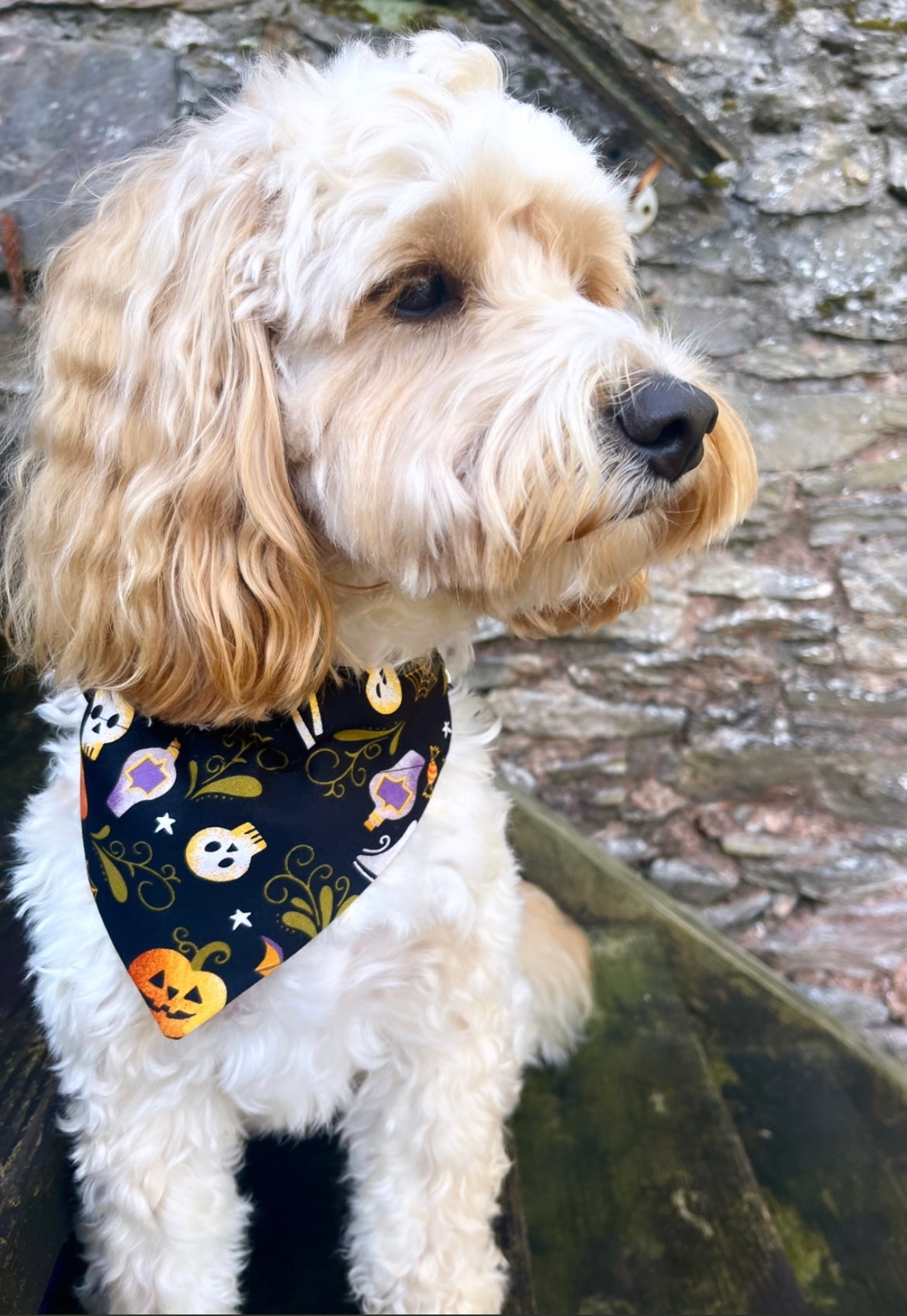 ‘Too Cute To Spook’ Pet Bandana