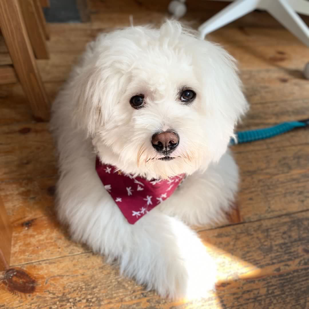 ‘Fly High’ Pet Bandana