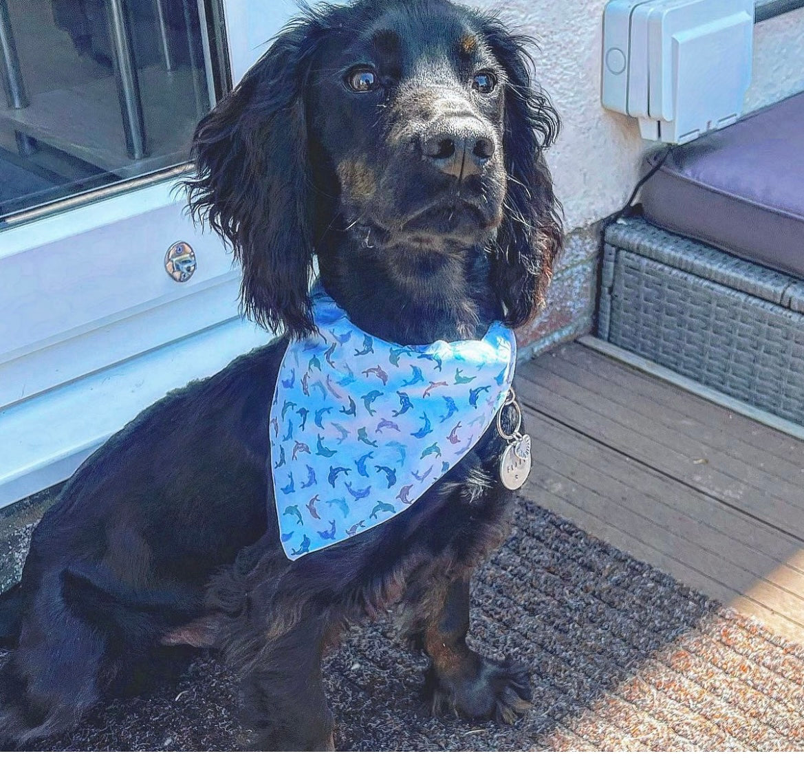 ‘Flippin’ Fantastic’ Pet Bandana