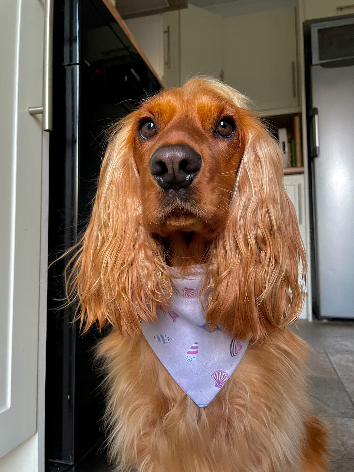 'Shell Yeah!' (Lilac) Pet Bandana