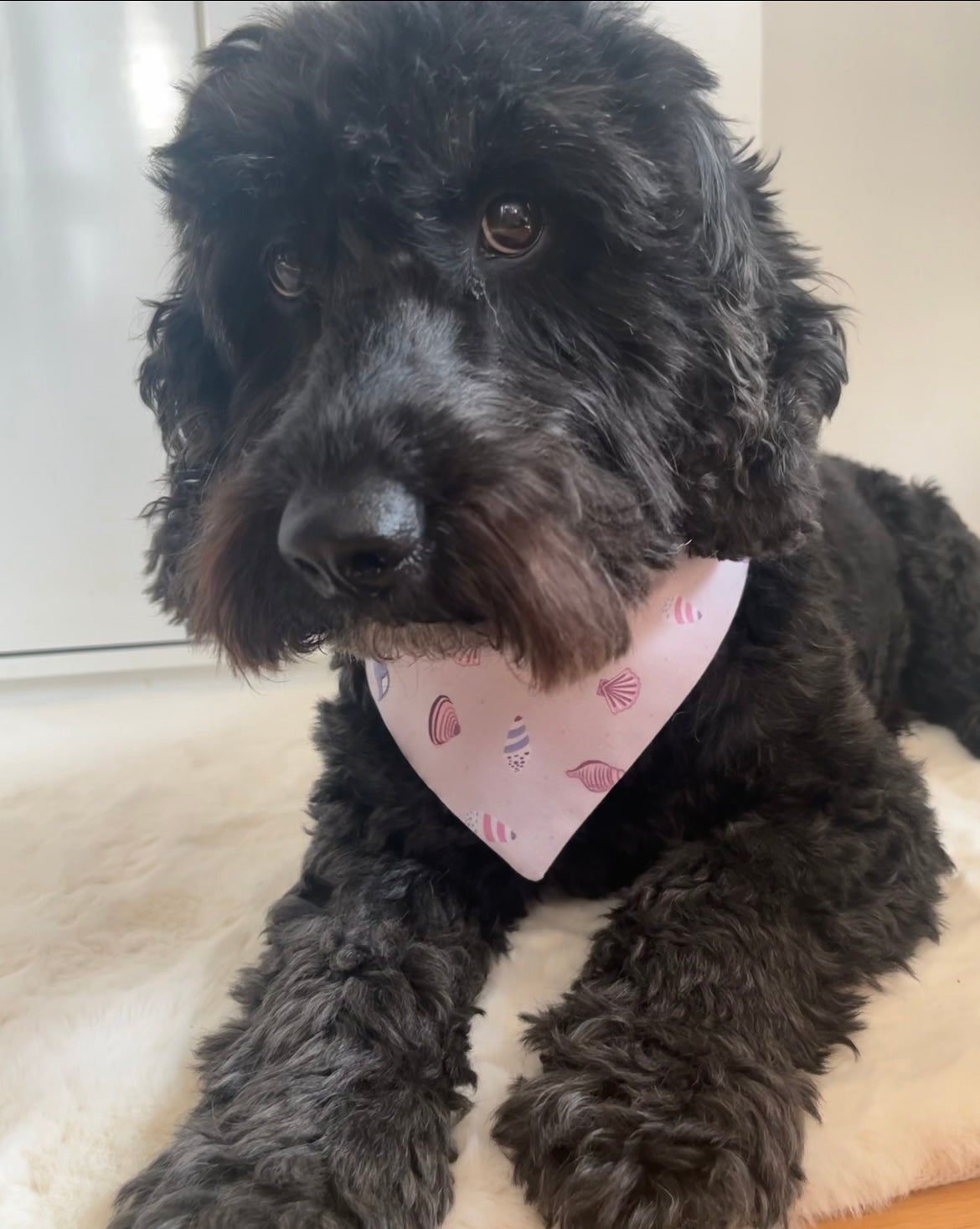 'Shell Yeah!' (Lilac) Pet Bandana