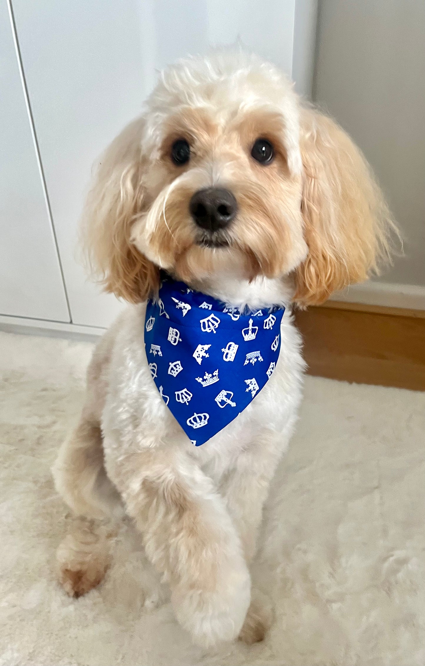 ‘Royal Pup’ (Blue)Pet Bandana