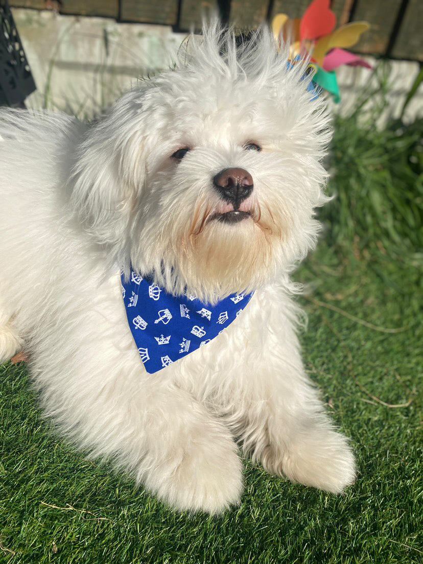 ‘Royal Pup’ (Blue)Pet Bandana