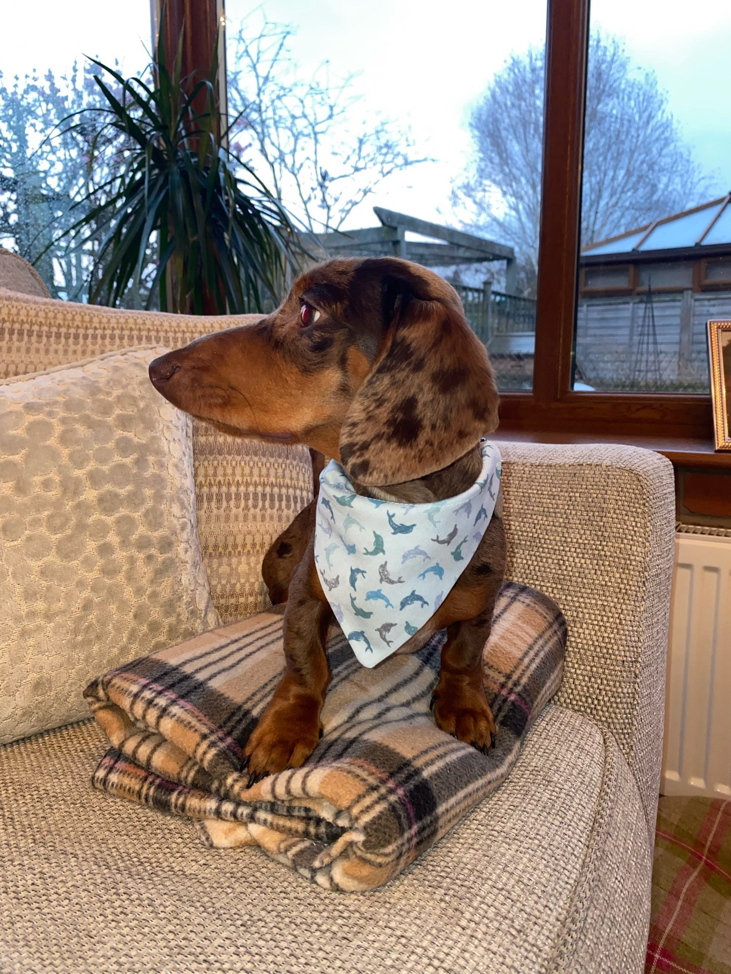 ‘Flippin’ Fantastic’ Pet Bandana
