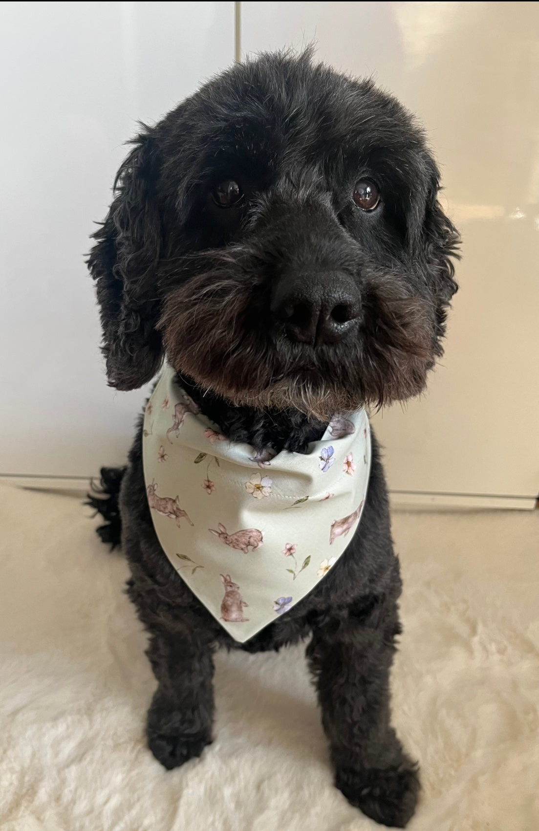 ‘Hoppin’ Into Spring’ Pet bandana